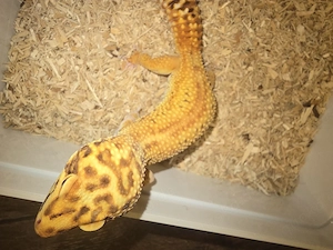 1,0 Striped Bell Albino 100% het Eclipse