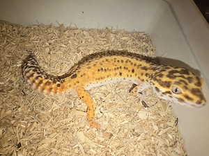 0,1 WY Bell Albino 100% het Eclipse
