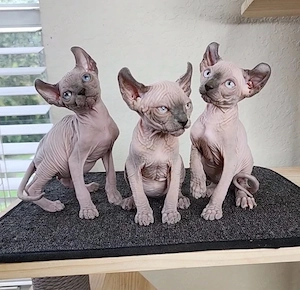 Sphynx-Kätzchen (männlich und weiblich)   ab sofort abgabebereit