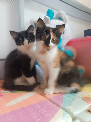 Katzenbabys Kitten Katze Kater sucht ab sofort neue Zuhause 