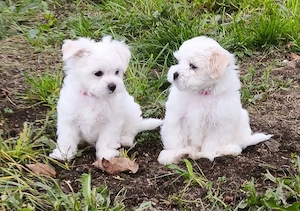 Malteser Bichon Welpen  "Kleiner Teddy " aus Hobbyzucht