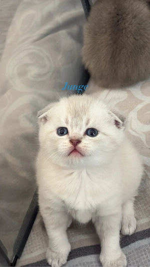 süße BHK-kitten suchen ein liebevolles zuhause für immer 