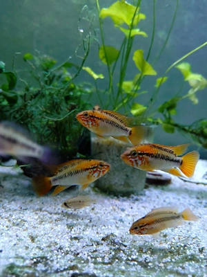 Apistogramma Macmasteri