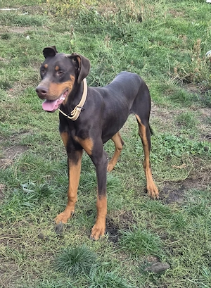 Dobermann Rüde (Junghund)