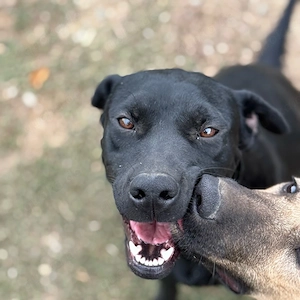 Püppy sucht ihr körbchen 