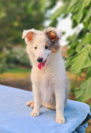 Sheltie Blue Merle Mädchen 