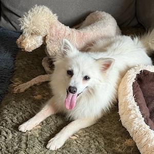 Pippa auf der suche nach ihrem FÜR IMMER ZUHAUSE