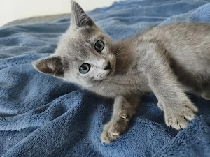 Russisch Blau Kater