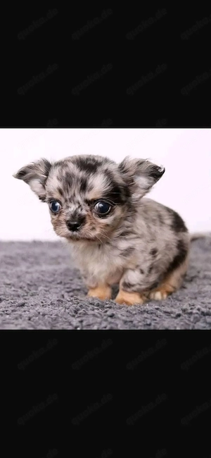 Chihuahua ,reinrassig, liebevoll aufgezogen