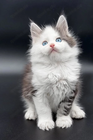 Maine-Coon-Katze, 3 Monate geimpft, entwurmt und kinderlieb