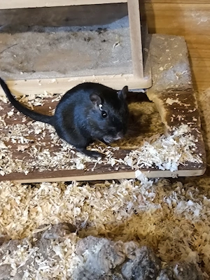 Zwei Rennmäuse Mädels abzugeben 