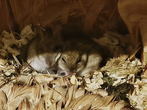 Australische Hüpfmäuse   Spinefex 