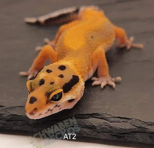 Leopardgecko Afghan Tangerine   MS Tremper Albino   Wildfarben   Zorro Bandit 