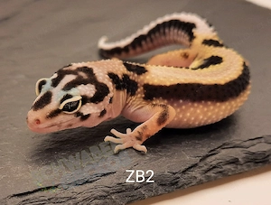 Leopardgecko Afghan Tangerine   MS Tremper Albino   Wildfarben   Zorro Bandit 