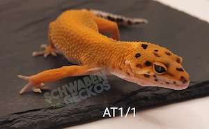 Leopardgecko Afghan Tangerine   MS Tremper Albino   Wildfarben   Zorro Bandit 