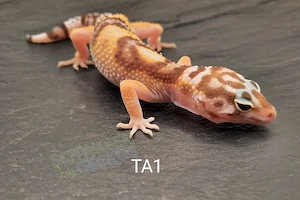 Leopardgecko Afghan Tangerine   MS Tremper Albino   Wildfarben   Zorro Bandit 