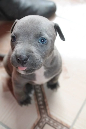 Amerikanische Pitbull-Terrier-Welpen