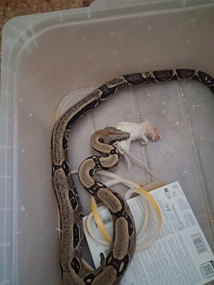 Costa Rica Boa Weibchen