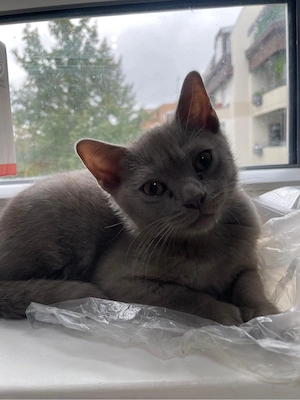 Süßer hellgrauer Kater sucht ein liebevolles Zuhause