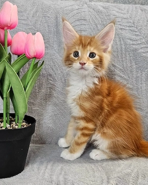 Gut erzogene und bestens aufgezogene Maine-Coon-Kätzchen