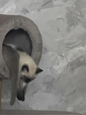 Süße Blue-Point-Katze sucht ein liebevolles Zuhause