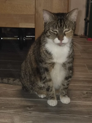 Katze an liebevolle Hände 