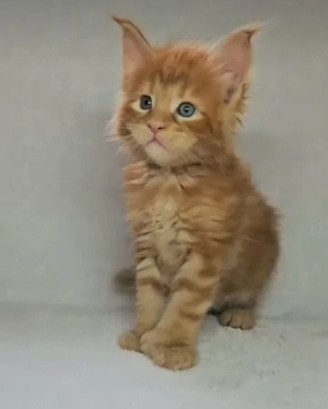 Zwei freundliche und ruhige Maine-Coon-Kätzchen