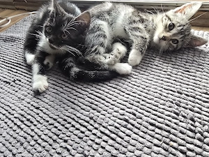 BKH Mix Kitten