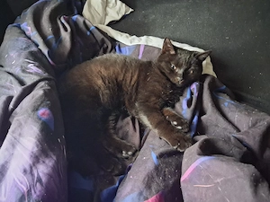 hauskatzen 