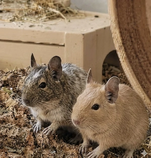 2 junge Degu Weibchen in gute Hände abzugeben 