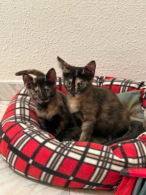 liebe junge Wohnungs-Katzen Lilo und Lola suchen gemeinsam ein schönes Zuhause