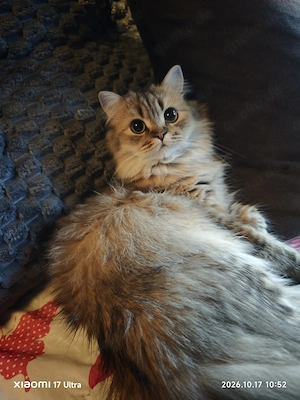 Katze 10 Monate sucht 