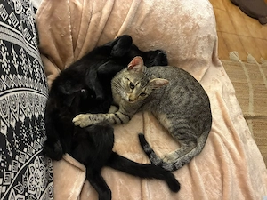 liebe junge Wohnungskatzen Lily und Nero suchen gemeinsam ein neues Zuhause