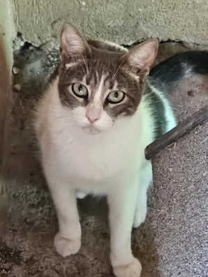 schüchterner Kater Matteo sucht ein tolles Zuhause, gerne auch in Wohungshaltung