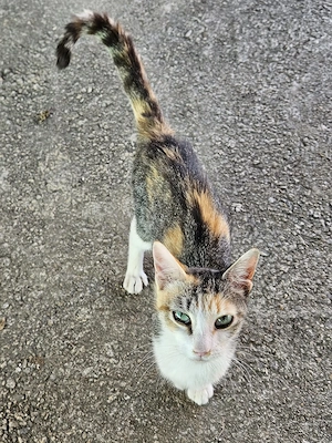 anhängliche, verschmuste Katze Mirabel sucht ein tolles Zuhause