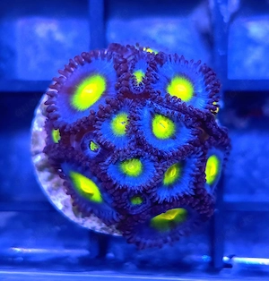 Verschiedene Korallen Ableger (Zoa, Montipora, Alveo) 