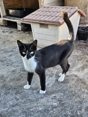 neugieriger und verspielter Kater Ferro sucht ein tolles Zuhause