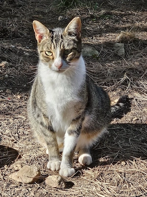 zutraulicher junger Kater Felix sucht ein tolles Zuhause mit Artgenossen