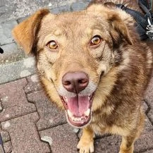 Nela W ca. 56 cm   sucht nach ihrem Glück [auf Pflegestelle in 60431 Frankfurt am Main]