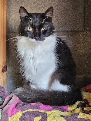 ruhige Kater Aneto und Mulhacen suchen gemeinsam ein schönes Zuhause ohne Trubel