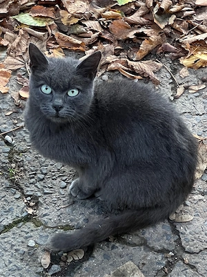Russisch Blau Mix Katze