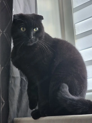 Kater Simba BKH-Mix 