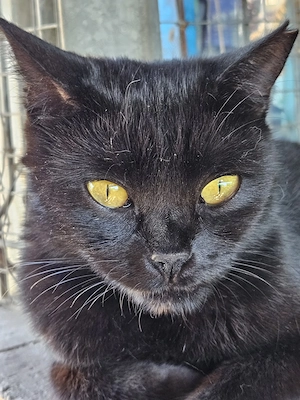 liebe Katze Kalahari sucht ein liebevolles Zuhause als Einzelkatze