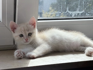 baby kater