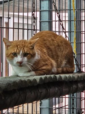 verschmuster, trauriger Kater Daurat sucht ein liebes Zuhause