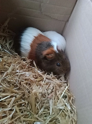 Meerschweinchen Weibchen abzugeben 