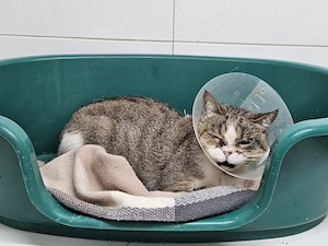verschmuste Katze Catalina wartet nach einer OP in der Krankenstation auf ein neues Zuhause