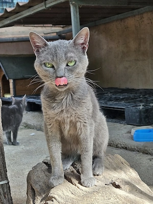 schüchterner, aber neugieriger junger Kater Lanzelot sucht ein tolles Zuhause