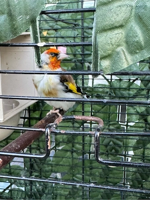 Verkaufe ein sehr gutes Paar vogel (Hahn und Henne)