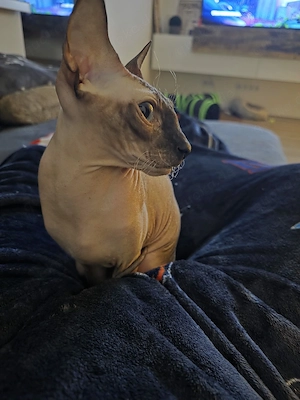 Deckkater gesucht    -kein Verkauf!-